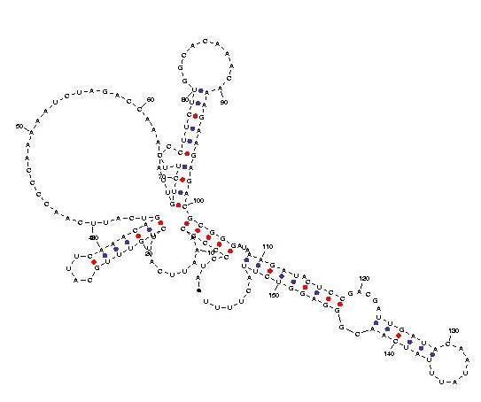 telomerase1