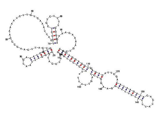 telomerase3